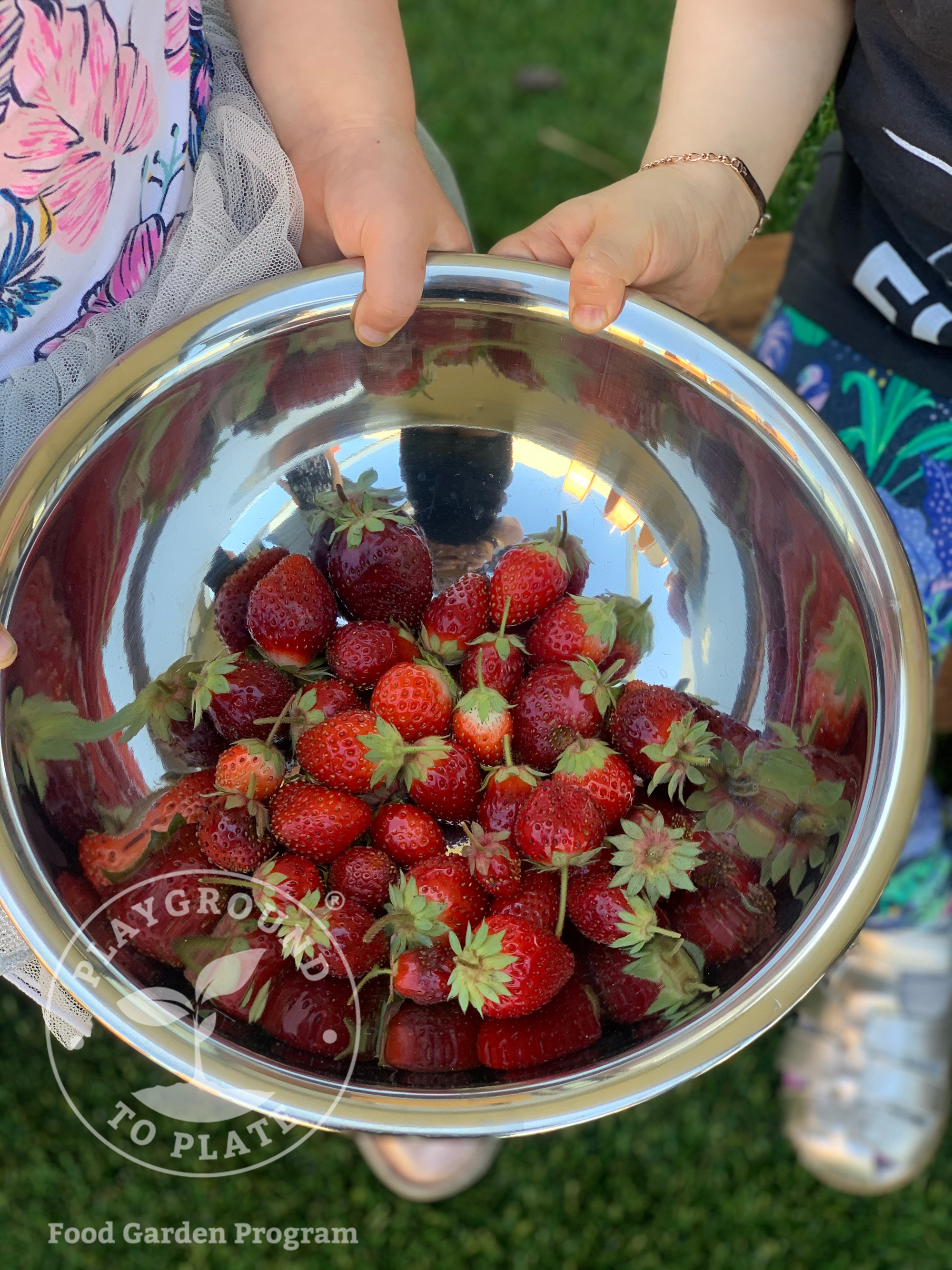 Playground_to_Plate_Fitzroy_ELC_harvested_strawberries