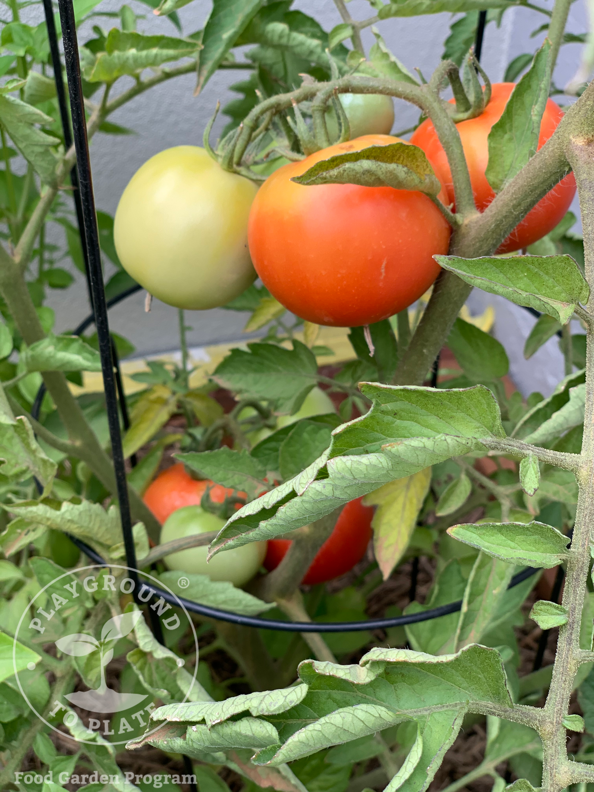 Playground_to_Plate_Fitzroy_ELC_ripening_tomatoes